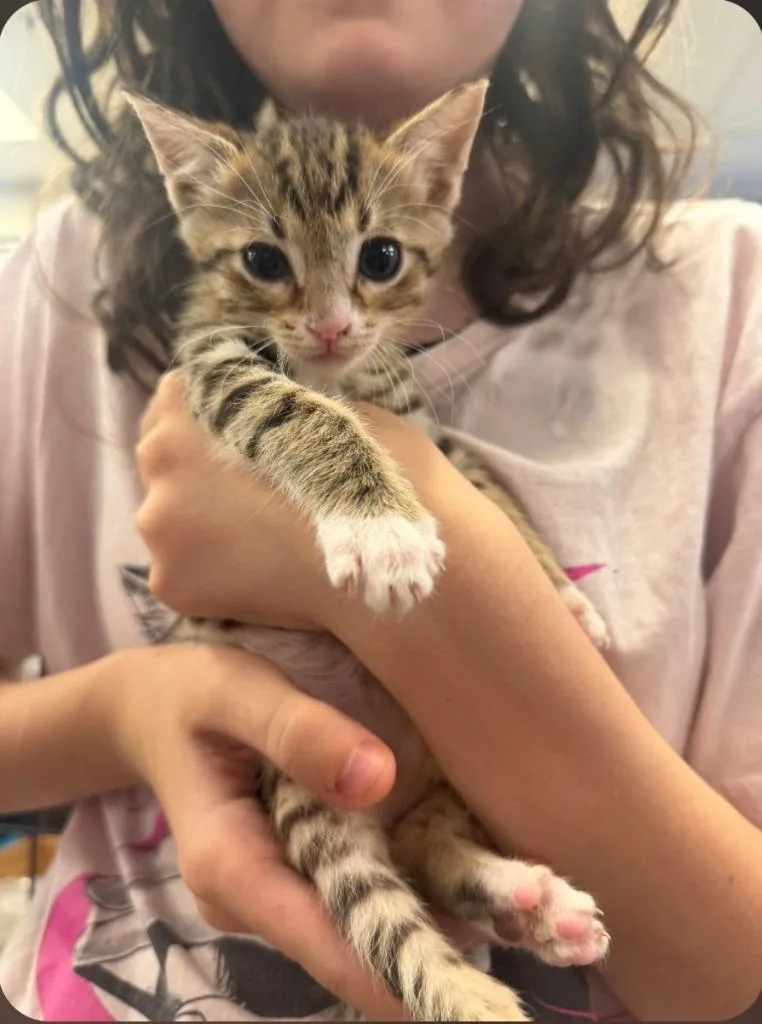 A baby small-sized male Domestic Short Hair cat named Cookie B for adoption in San Jacinto, CA