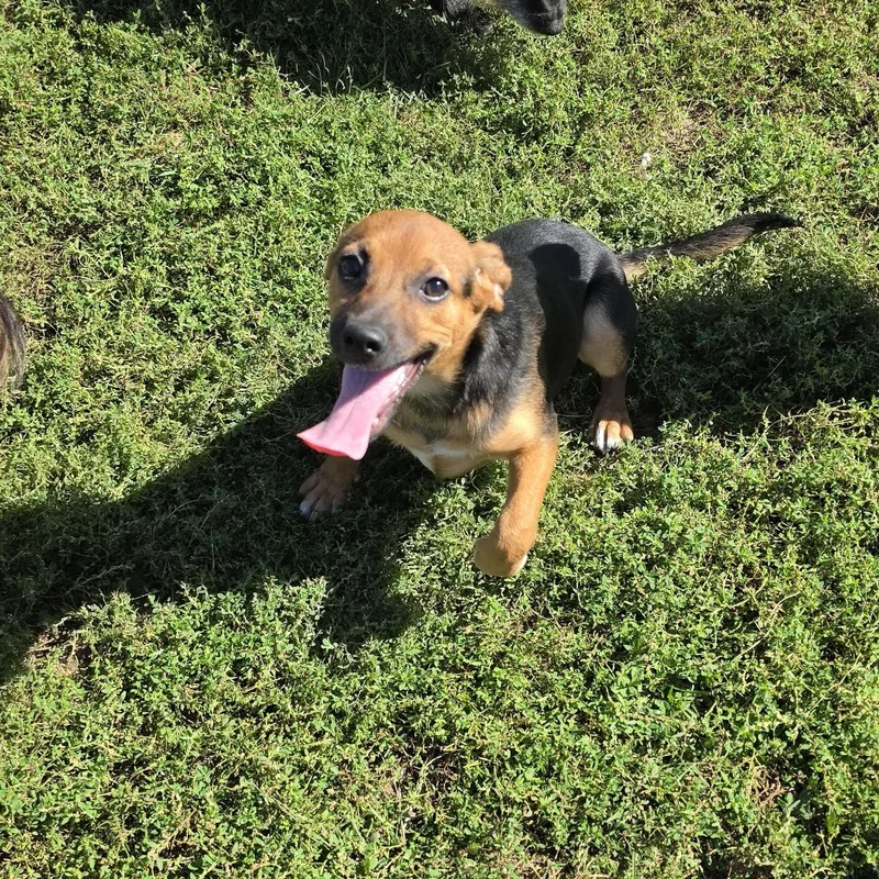 A baby small-sized female Beagle dog named Ballet for adoption in Terre Haute, IN