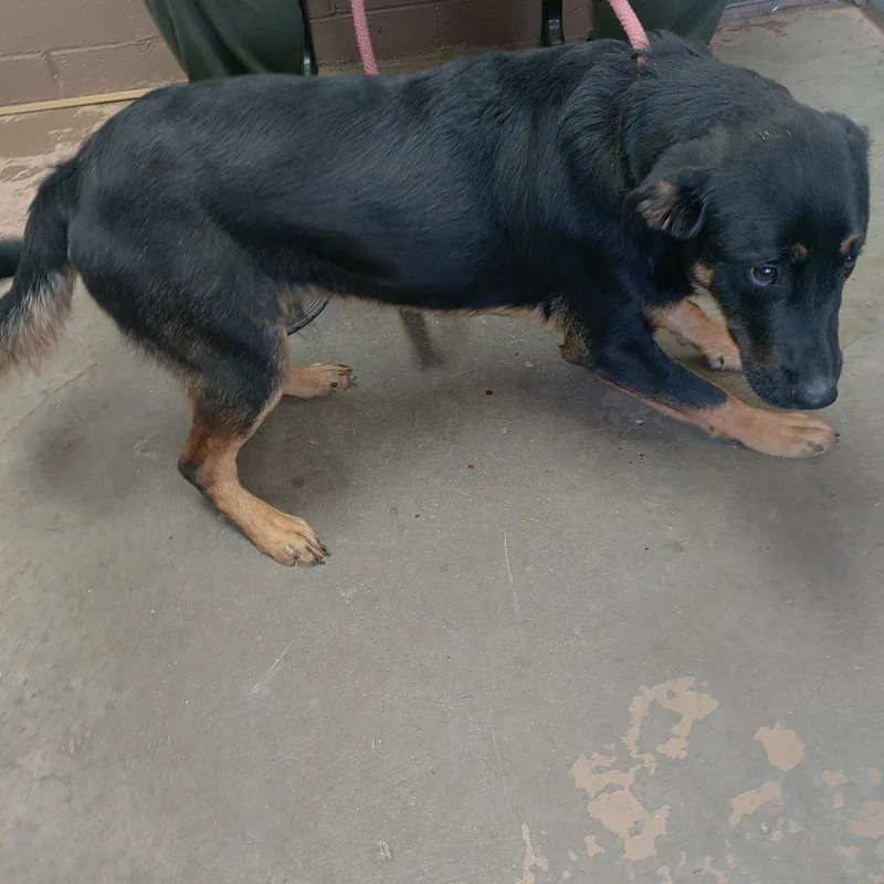 A young medium-sized male German Shepherd Dog dog named 26-113 for adoption in Carrollton, OH