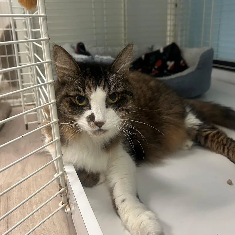 An adult medium-sized female Tabby (Brown / Chocolate) Domestic Long Hair cat named Chelsea for adoption in Margate, FL