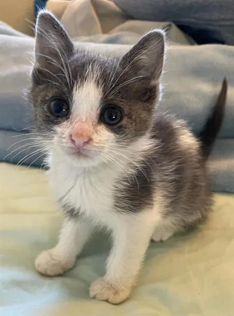 A baby small-sized male Domestic Short Hair cat named Bruno for adoption in Camarillo, CA