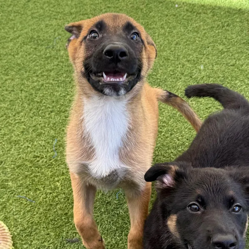 A baby small-sized male Belgian Shepherd / Malinois dog named Sly for adoption in LOXAHATCHEE, FL