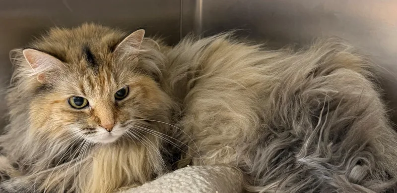 An adult extra large-sized female Tabby (Brown / Chocolate) Domestic Long Hair cat named Mari for adoption in Edison, NJ