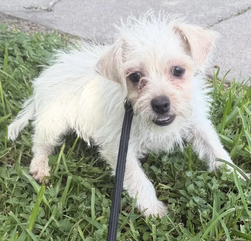 A young small-sized male Chihuahua dog named Archie for adoption in Louise, TX