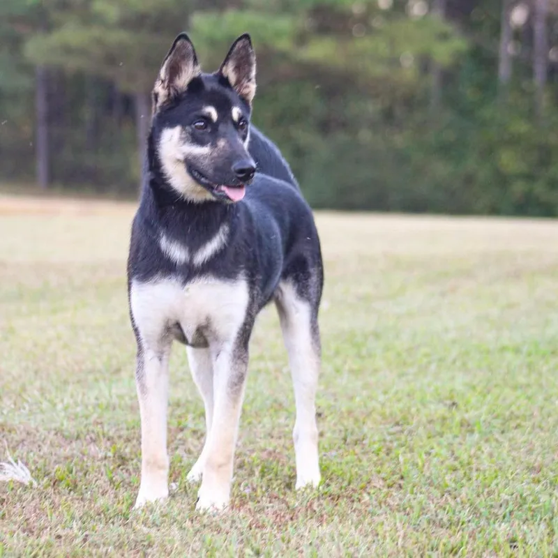 A young medium-sized male Black Mixed Breed dog named Armando for adoption in Groveland, MA