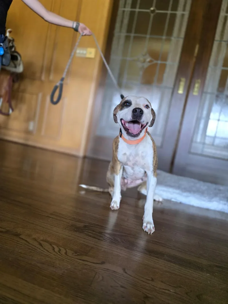 A young medium-sized female Brindle Boxer dog named Byrdie for adoption in Boerne, TX