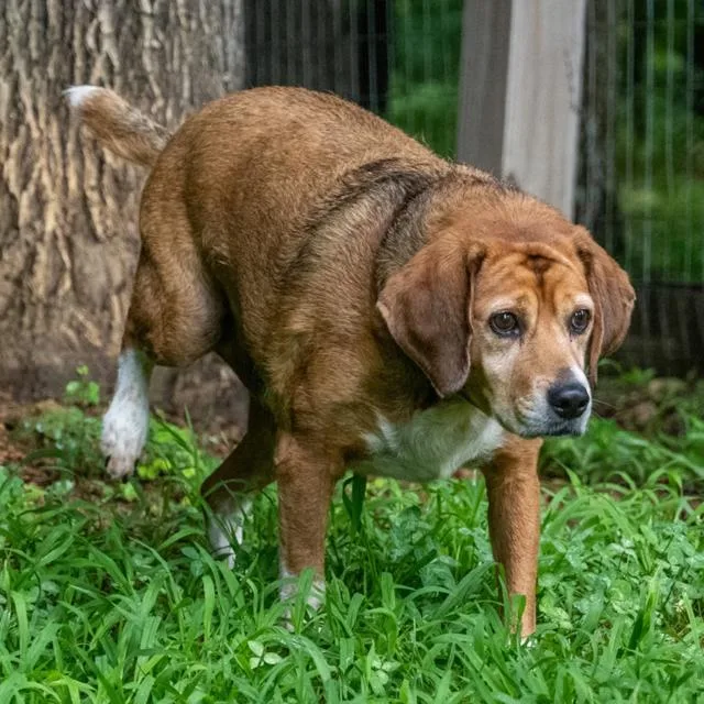 An adult medium-sized male Beagle dog named Chance for adoption in Franklin, TN