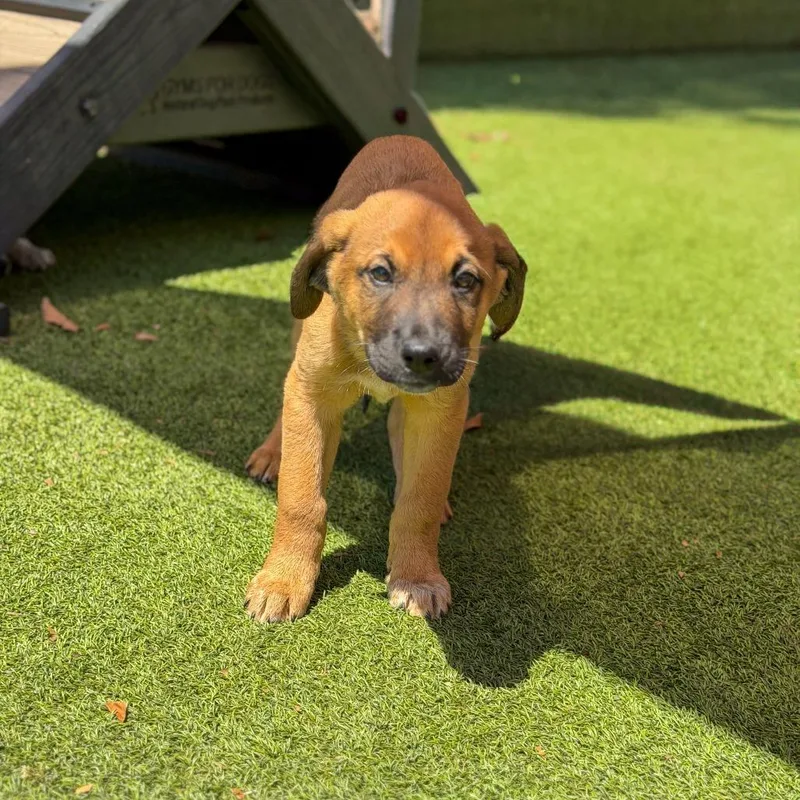 A baby large-sized male Brown / Chocolate Anatolian Shepherd dog named Darth Vader for adoption in Gainesville, GA
