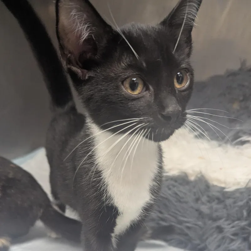 A baby small-sized male Black Domestic Short Hair cat named Dusty for adoption in Birmingham, AL