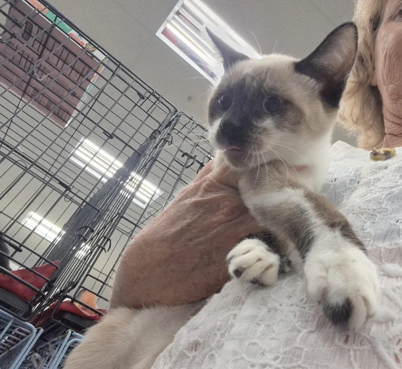 A baby small-sized female Seal Point Snowshoe cat named Sasha for adoption in Los Angeles, CA