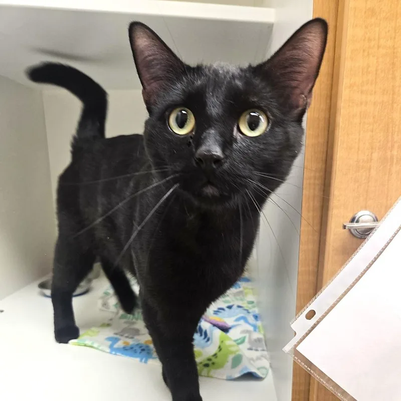 An adult large-sized male Domestic Short Hair cat named Shadow for adoption in Champaign, IL