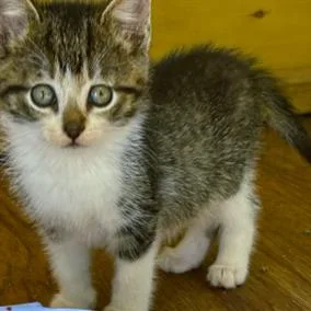 A baby small-sized male Domestic Short Hair cat named James Dean for adoption in Cumming, GA