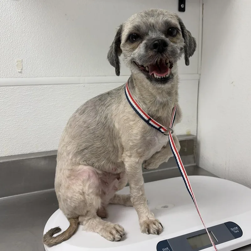 An adult small-sized female Yellow / Tan / Blond / Fawn Lhasa Apso dog named HACCStray for adoption in Henderson, NV