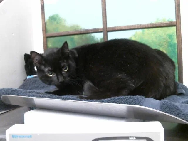 An adult medium-sized female Domestic Short Hair cat named Raven for adoption in Houston, TX
