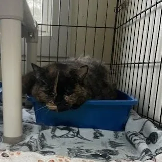 A senior large-sized female Dilute Tortoiseshell cat named Myra for adoption in Attleboro, MA