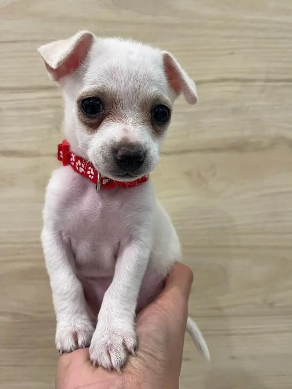 A young medium-sized female Chihuahua dog named Ariel for adoption in Manhattan Beach, CA