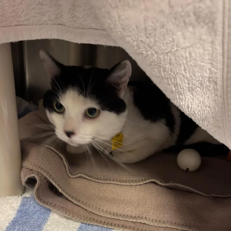 An adult small-sized male White Domestic Short Hair cat named Carter for adoption in Springfield, MA