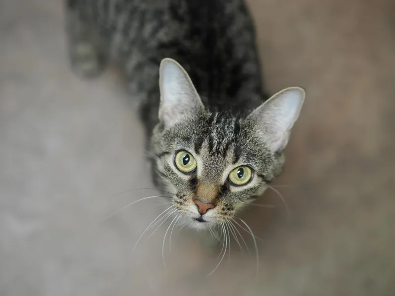 A young medium-sized female Domestic Short Hair cat named Miss Piggy for adoption in Cincinnati, OH