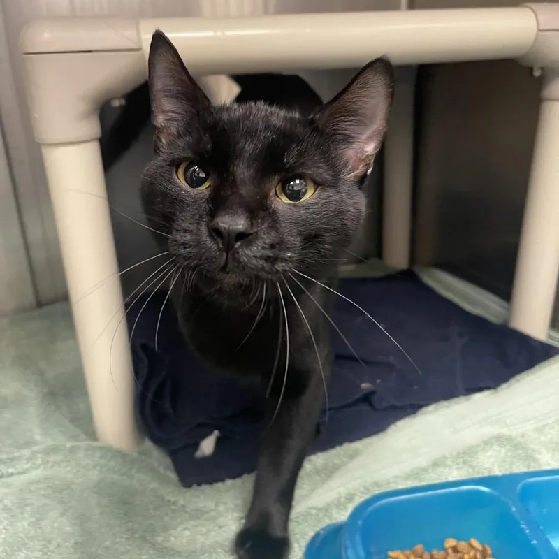 A young medium-sized male Black Domestic Short Hair cat named Scurry for adoption in Mentor, OH