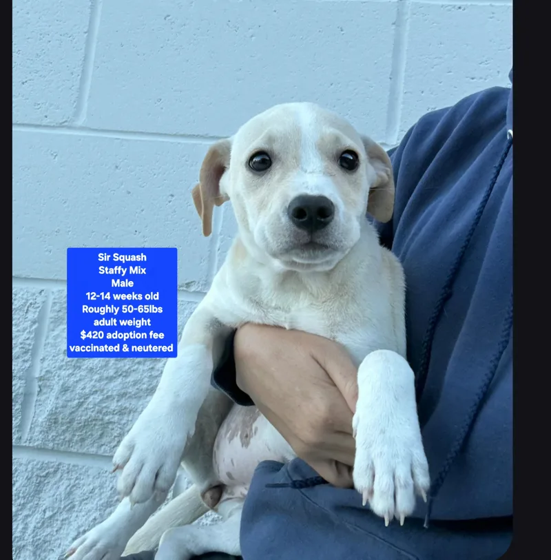 A baby large-sized male Staffordshire Bull Terrier dog named Lil Squash for adoption in Oviedo, FL
