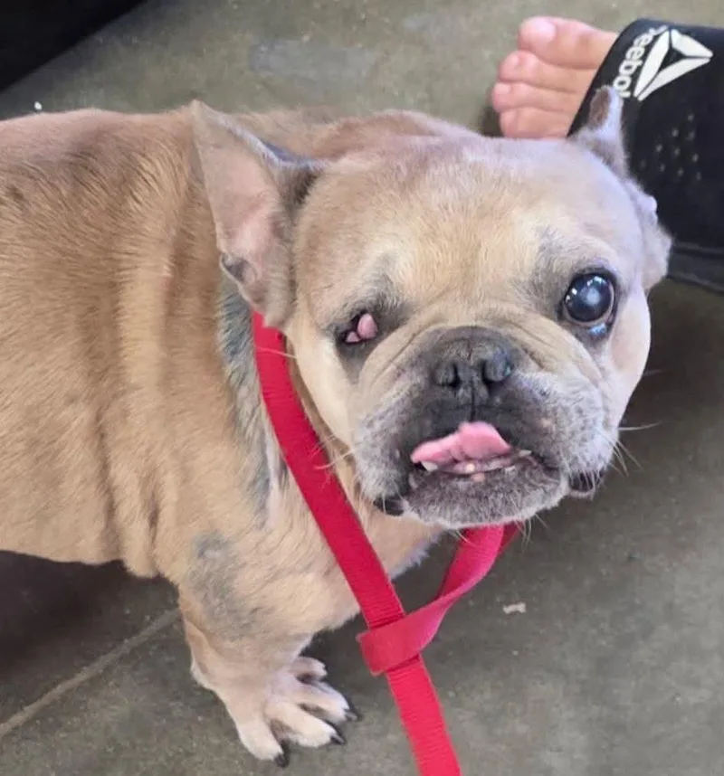 A senior small-sized female Yellow / Tan / Blond / Fawn French Bulldog dog named Megalicious for adoption in Bryan, TX