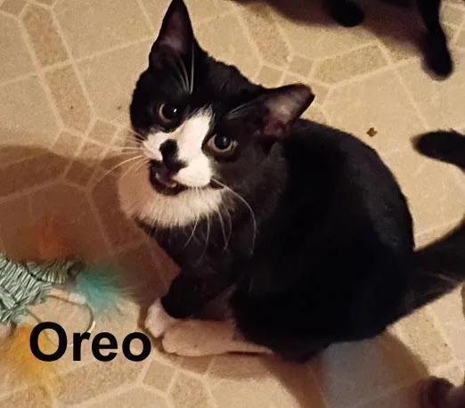 A young medium-sized female Black & White / Tuxedo Domestic Short Hair cat named Oreo DudaGra. for adoption in Stowe, PA