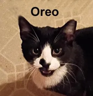 Oreo DudaGra. thumbnail 2