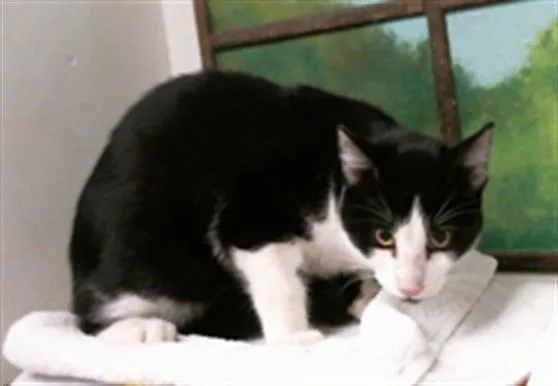 A young medium-sized male Domestic Short Hair cat named Ken for adoption in Houston, TX
