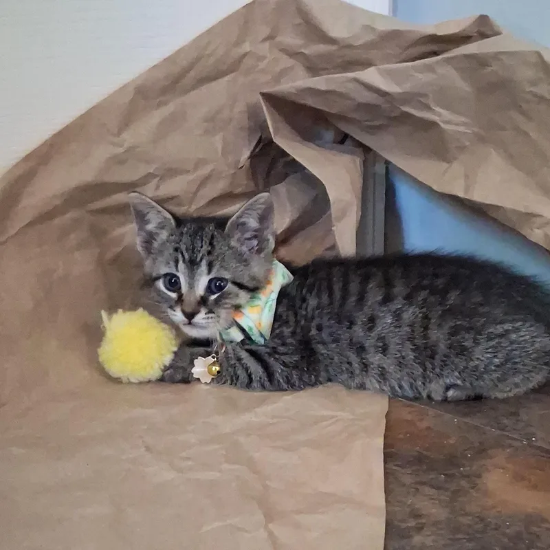 A baby medium-sized male Tabby (Gray / Blue / Silver) Domestic Short Hair cat named Clive for adoption in Charleston, SC