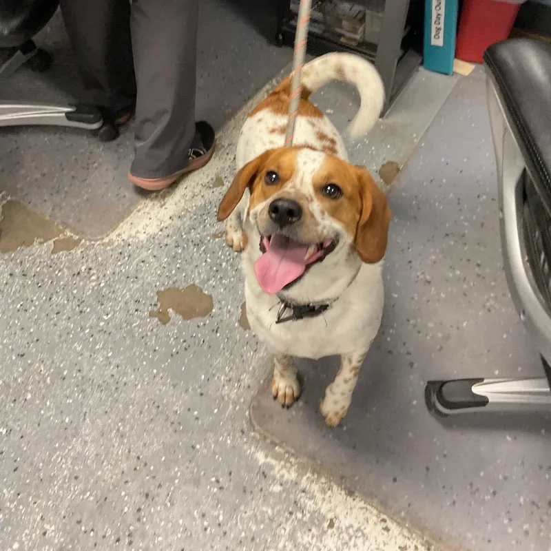 An adult small-sized male White / Cream Beagle dog named Rigby for adoption in St Joseph, MO