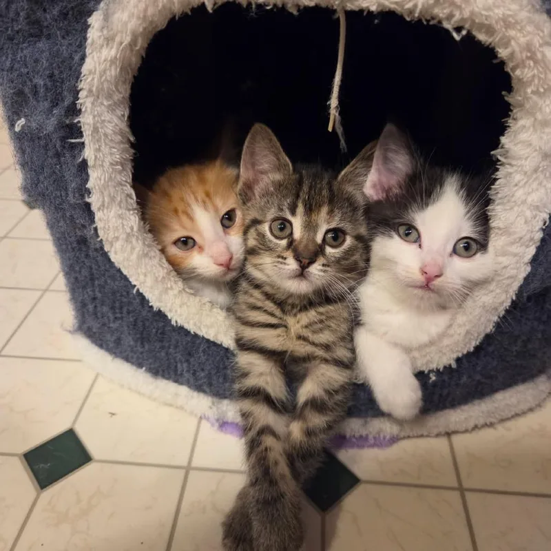 A baby small-sized female Brown / Chocolate Domestic Short Hair cat named Zena Morph for adoption in Green Bay, WI