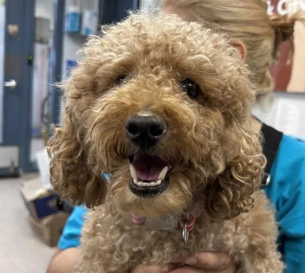 An adult medium-sized male Mixed Breed dog named Archie for adoption in New York, NY