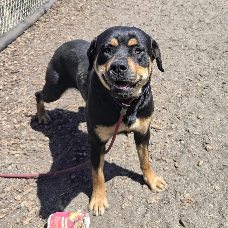 A young large-sized female Rottweiler dog named Alina for adoption in Oakland, CA