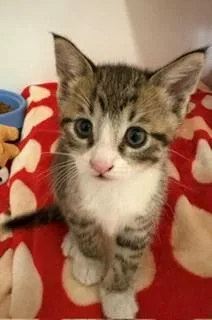 A baby medium-sized male Tabby (Brown / Chocolate) Domestic Short Hair cat named Scrabble for adoption in Mason City, IA