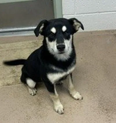 A young medium-sized female German Shepherd Dog dog named Rav for adoption in Moab, UT