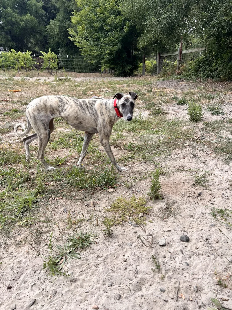 A young medium-sized female Greyhound dog named Tilly for adoption in Santa Rosa, CA