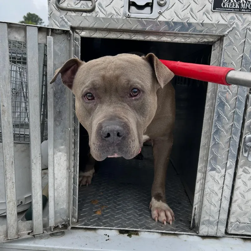 An adult large-sized male Gray / Blue / Silver Mixed Breed dog named Lightning for adoption in Columbiana, AL