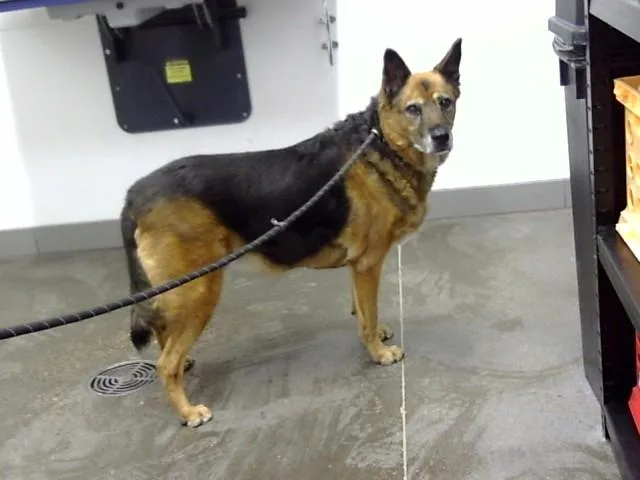 An adult large-sized female German Shepherd Dog dog named Zoe for adoption in Mesa, AZ