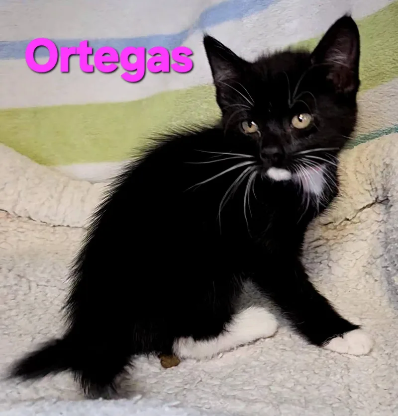 A baby medium-sized female Black & White / Tuxedo Tuxedo cat named Ortegas for adoption in Macon, GA