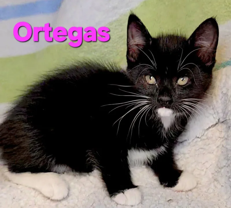 Ortegas thumbnail 2