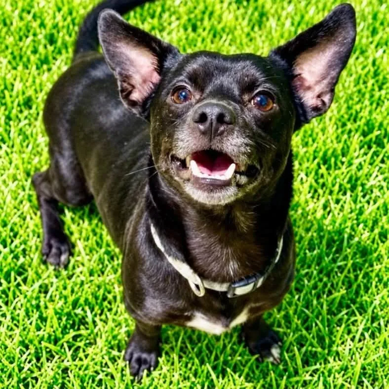 An adult small-sized male Black Terrier dog named Watson for adoption in Battle Creek, MI