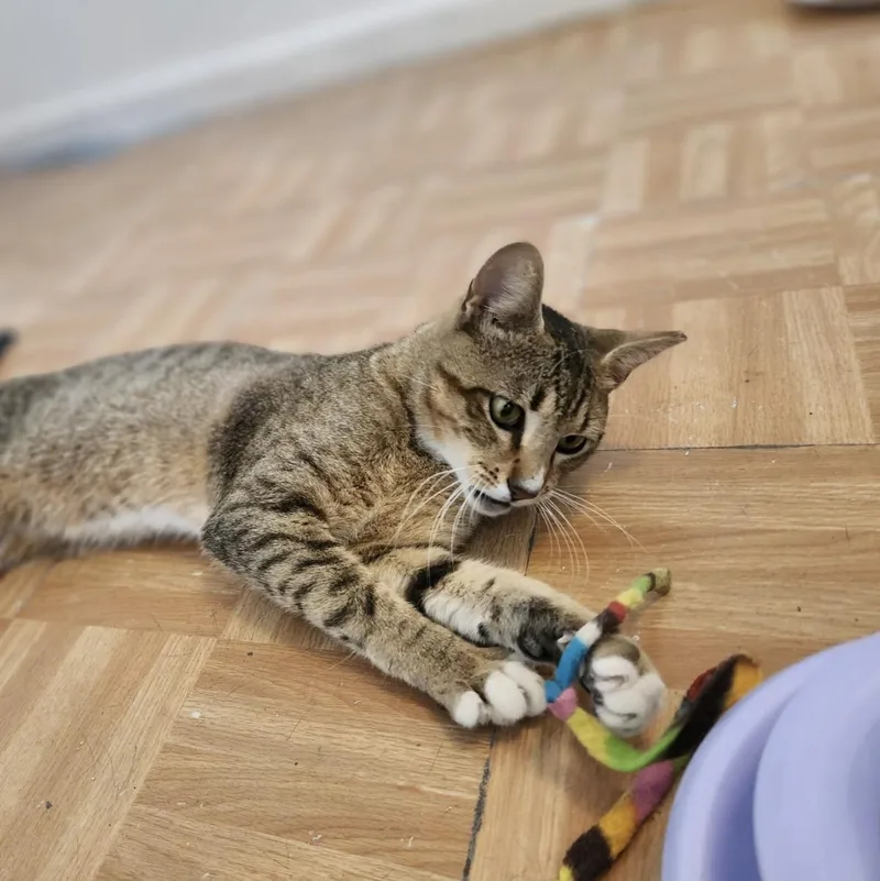 Everything Bagel thumbnail 2