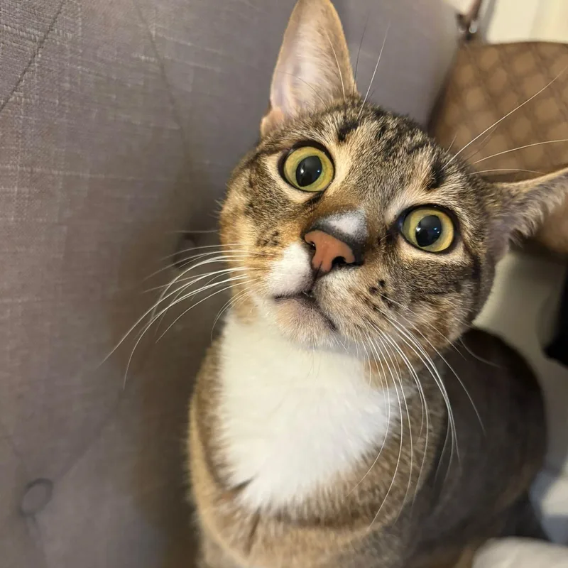 An adult medium-sized male Tabby (Brown / Chocolate) Domestic Short Hair cat named Everything Bagel for adoption in Florham Park, NJ
