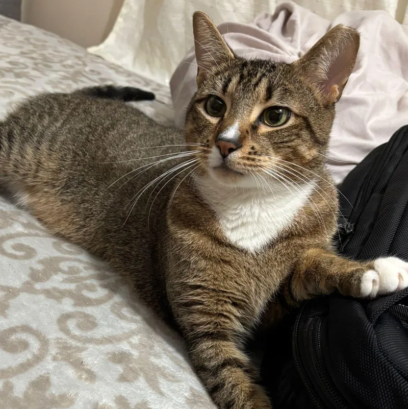 Everything Bagel thumbnail 4