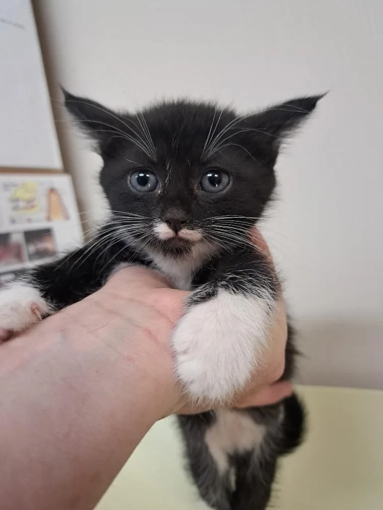 A baby medium-sized female Domestic Short Hair cat named Dolly for adoption in Fayetteville, TN