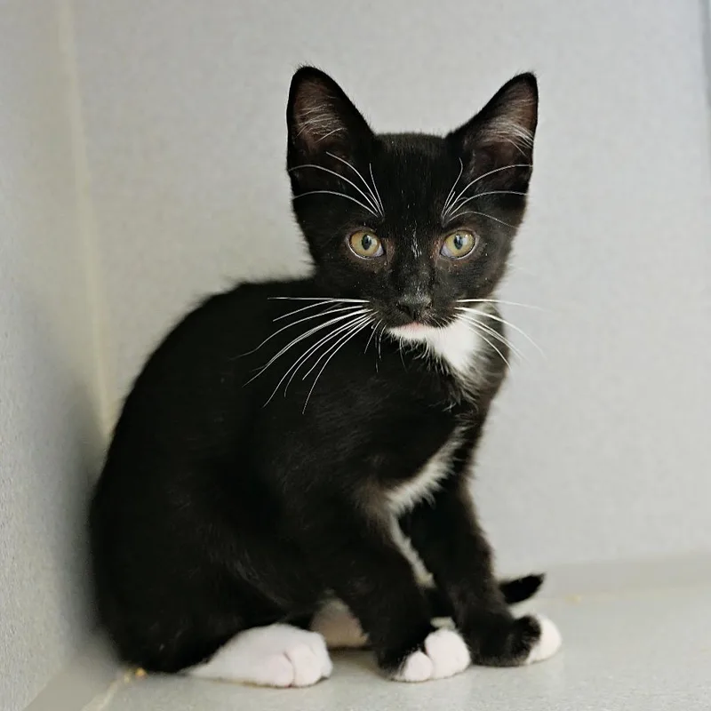 A baby medium-sized male Domestic Short Hair cat named Boots for adoption in Shoreline, WA