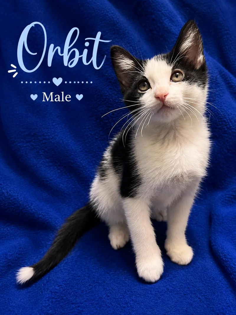A baby small-sized male Black & White / Tuxedo Domestic Short Hair cat named Orbit for adoption in Johnson City, TN