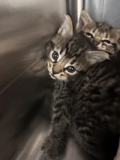 A baby small-sized male Domestic Medium Hair cat named Icing for adoption in Roseville, CA