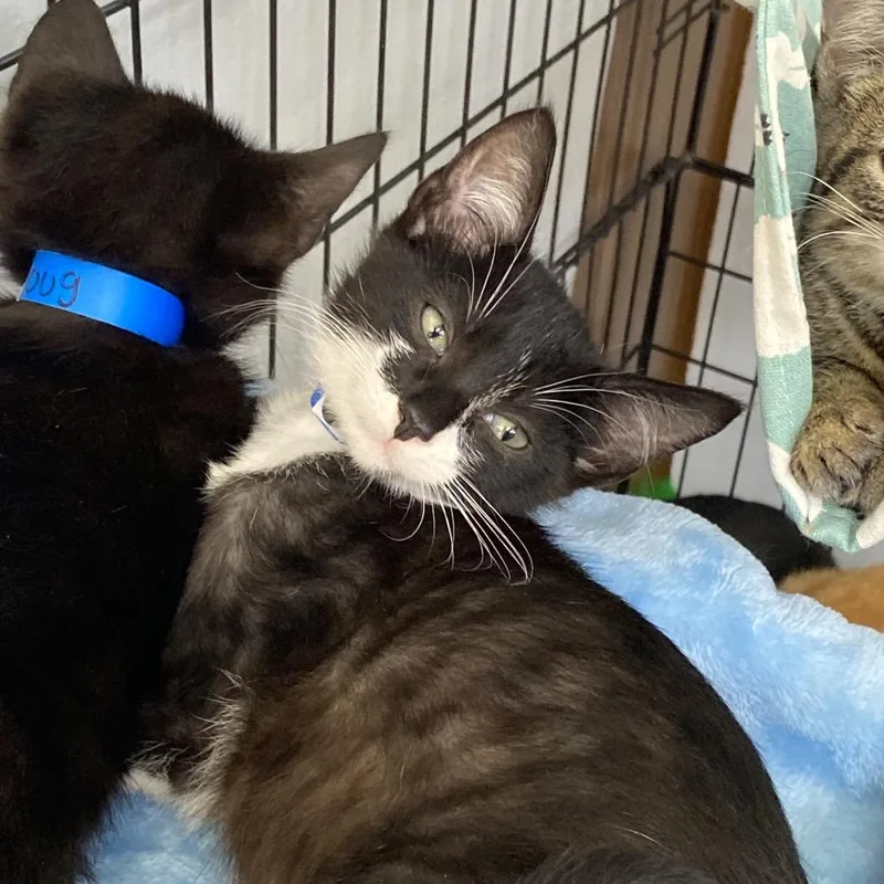 A baby small-sized male Black American Shorthair cat named Uncle Sam for adoption in Franklin, NC