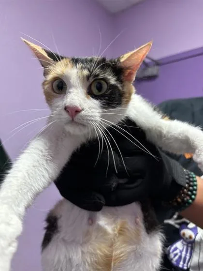 A young medium-sized female Black Domestic Medium Hair cat named Prada for adoption in El Paso, TX